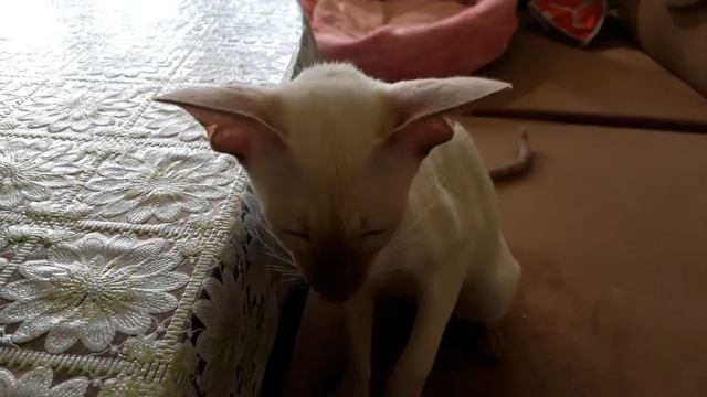 Василиса... и Буся в ожидании потомства...) Сообщество Любителей Кошек "СОЗВЕЗДИЕ" смотреть онлайн