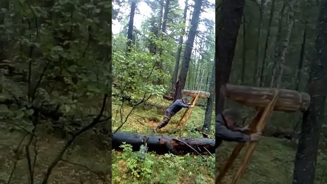 добываем кедровую шишку смотреть онлайн