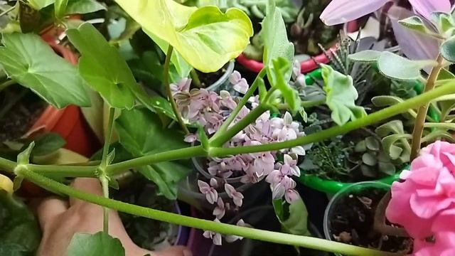 Комнатные цветы/ Растения на западном подоконнике ??/ Обзор цветов смотреть онлайн