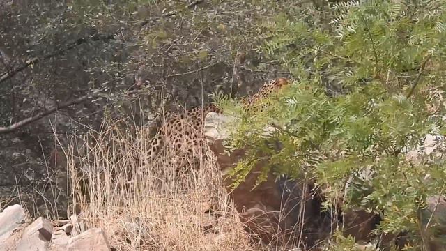 Wildlife Documentary | The Leopards | Forests | Animal Planet