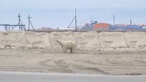 Сабетта  Первая встреча