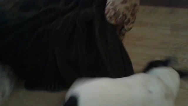 французский бульдог - Борьба за невесту смотреть онлайн