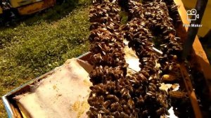 ✋Простой способ вывода маток🐝🐝ДЛЯ СЕБЯ👍моё пчеловодство