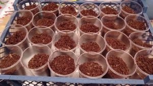 Черенкую бегонию БИГ. 02.10.21