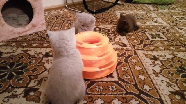 Наши милые смешные британские котята, игра и пакости)) смотреть онлайн