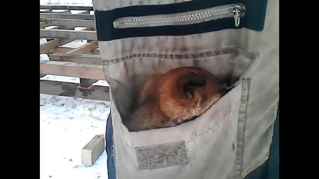 Карманная собачка _