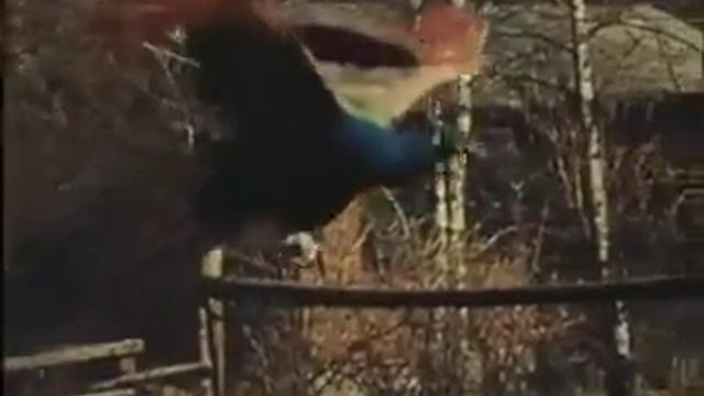 Павлин летит смотреть онлайн