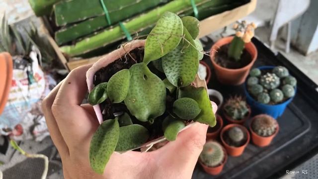 Growing ADENIUM & PACHYPODIUM Saundersii | May 2019 смотреть онлайн