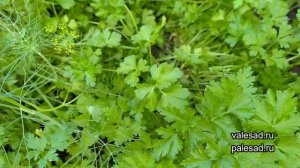 УКРОП И ПЕТРУШКА РАСТУТ В 3 РАЗА БЫСТРЕЕ ПОСЛЕ ЭТОЙ ПОДКОРМКИ! Чем подкормить петрушку и укроп