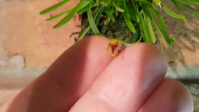 Masdevallia Erinacea Weirdest Little Masdevallia Orchid.