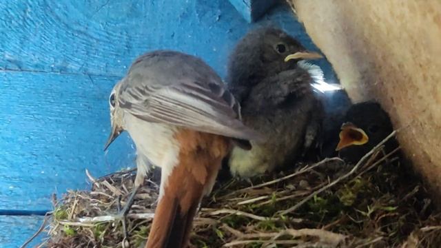 Птица юрок и ее птенцы в гнезде. 1 серия. смотреть онлайн