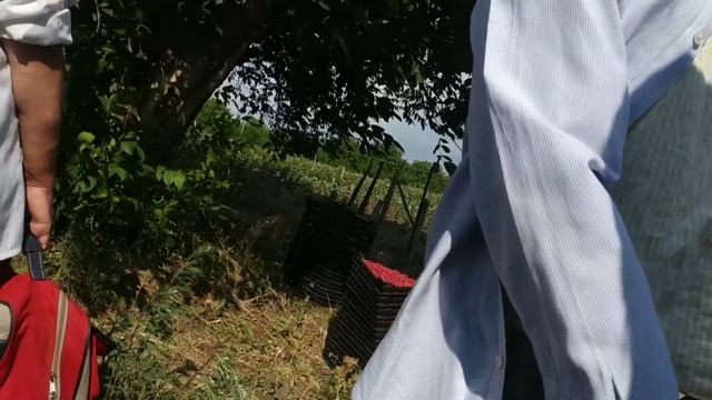 ВЗЯЛА ОТПУСК ЧТОБ РАБОТАТЬ В ПОЛЕ/ Рецепт малинового варенья/ Пирожки с картошкой на сковороде смотреть онлайн