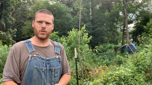 Help Me! My Crabapple & Peach Trees Are Sick | Brown, Wilty Leaves | How to Treat Them | Food Fores смотреть онлайн
