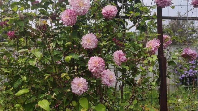 Клематис Patricia Ann Fretwell