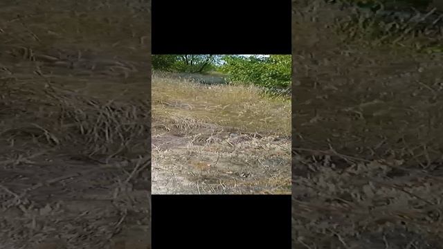 лабиринт смерти