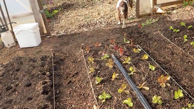 No-Dig Gardening Seasonal Tips - October смотреть онлайн