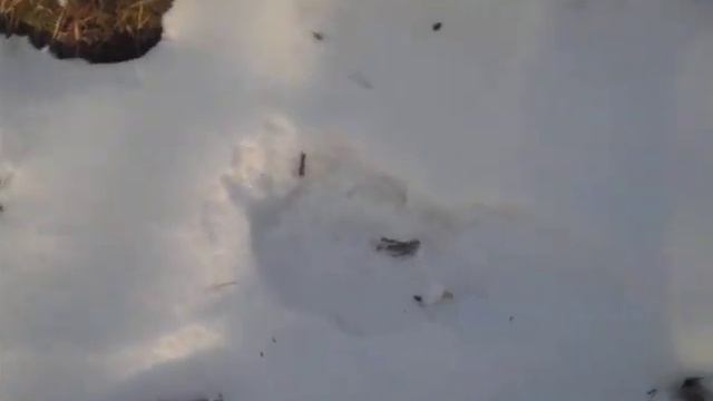 Следы на реке Чусовая, часть 1. СНЕЖНЫЙ ЧЕЛОВЕК? YETI? смотреть онлайн