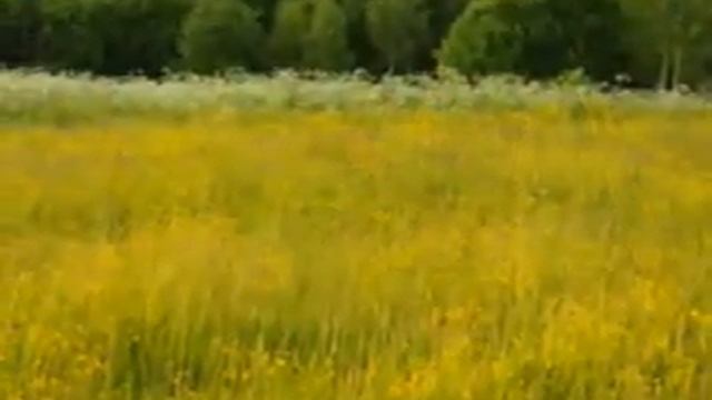 В Год экологии в День работников заповедного дела смотреть онлайн