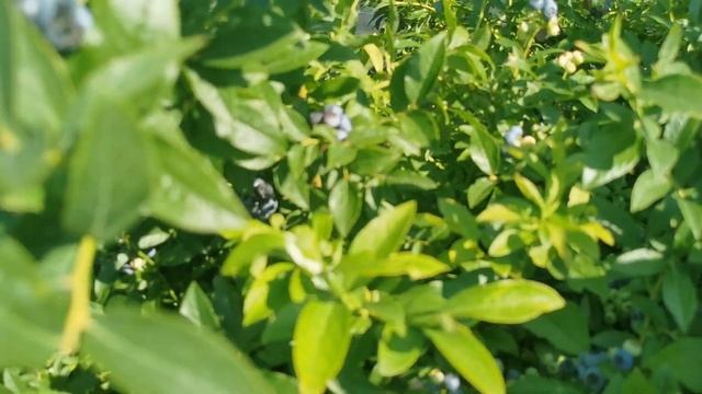 ЛУЧШИЙ СОРТ ГОЛУБИКИ для НАЧИНАЮЩИХ!!! Самый низкорослый сорт. смотреть онлайн