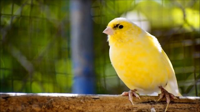Amazing Warble Of A Canary. Beautiful Videos Of Canaries To Music. Kenar.