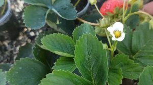 НСД сорт Фенг-Сянг🍓