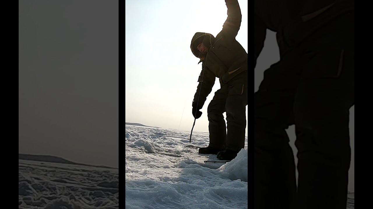 поклёвка...#shorts смотреть онлайн