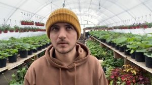 Бизнес на петунии. Какие выгоднее выращивать?