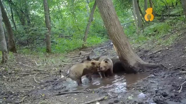 Медведица с тремя медвежатами облюбовали лужицу в лесу национального парка "Башкирия"🐻 смотреть онлайн