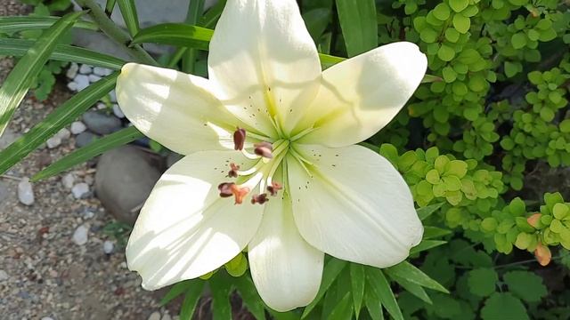 Туевик,Бузина,Можжевельники,Лилии,Аукуба в моем саду!!!???☘? смотреть онлайн