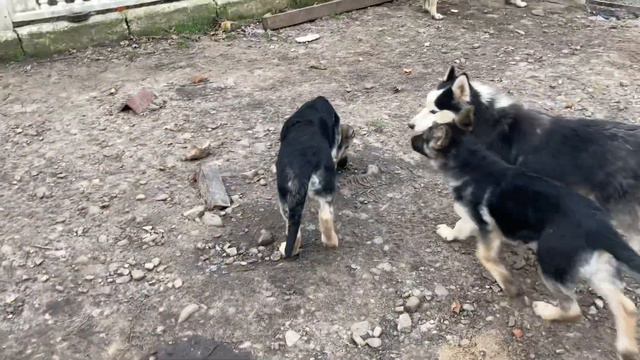 Как овчарки ВЕО встречают свою хозяйку . Восточноевропейская овчарка .