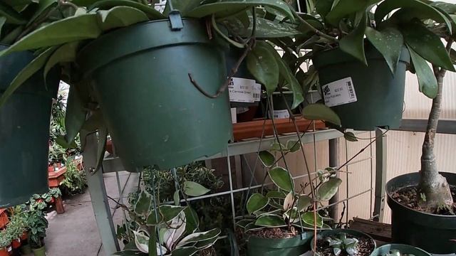 ? ХОЙЯ Знакомство ? Интересные факты ? Уход и содержание смотреть онлайн