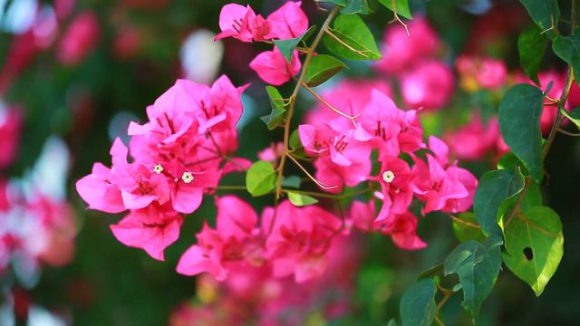 Red Flowers | Paper flower | Bougainvillea| Indoor garden смотреть онлайн