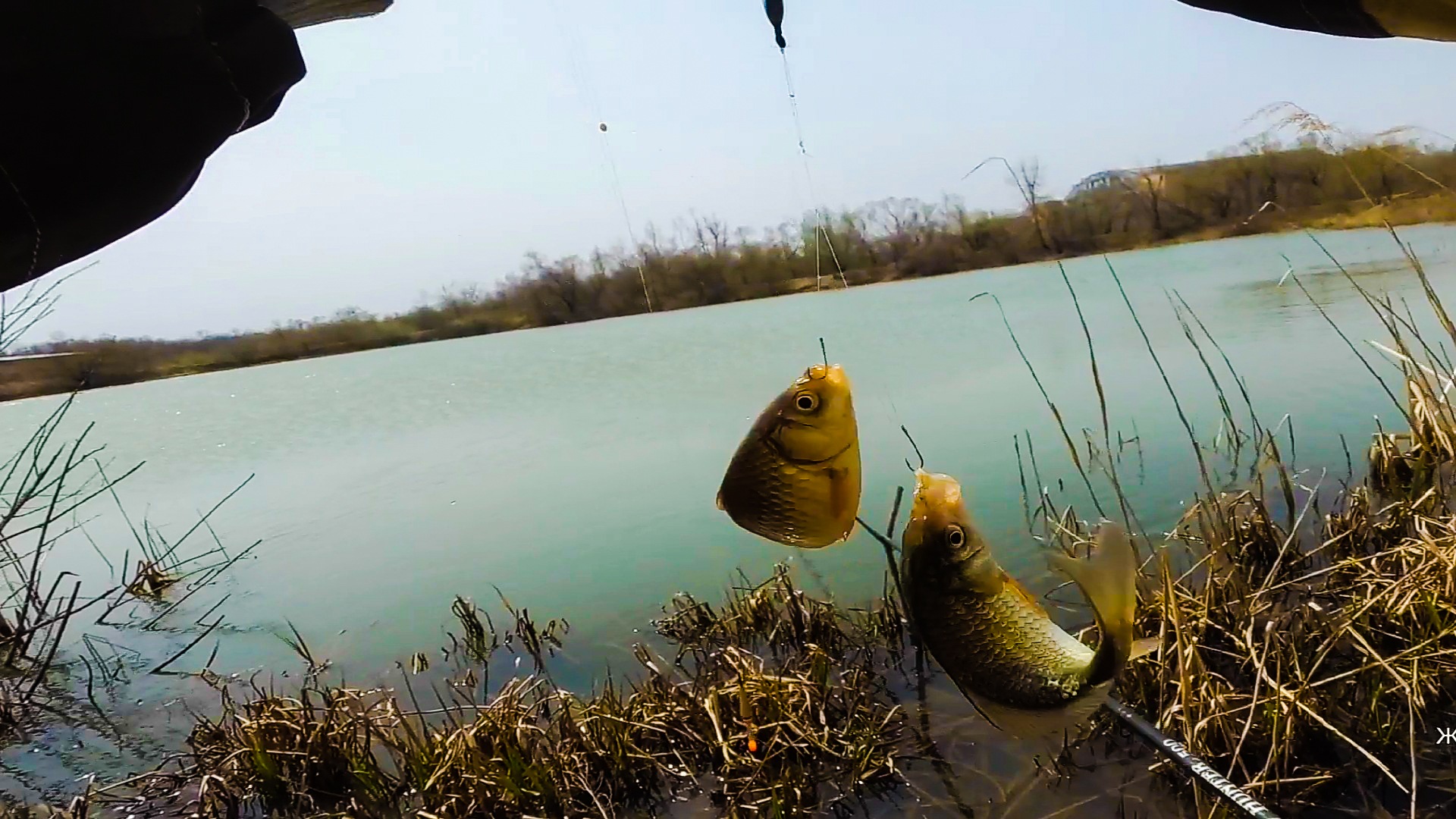 ЛОВЛЯ КАРАСЯ НА ПОПЛАВОЧНУЮ УДОЧКУ. РЫБАЛКА НА КАРАСЯ смотреть онлайн