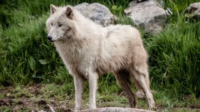 Окружающий мир для детей. Повадки животных.(0+) смотреть онлайн