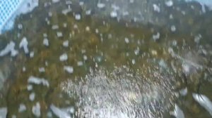 Передержка раков зимой