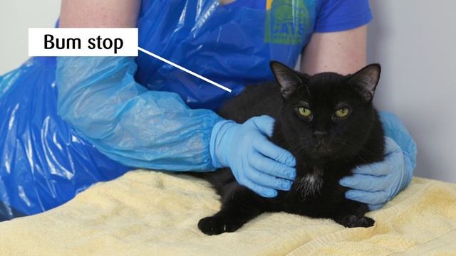 How to give your cat ear drops смотреть онлайн