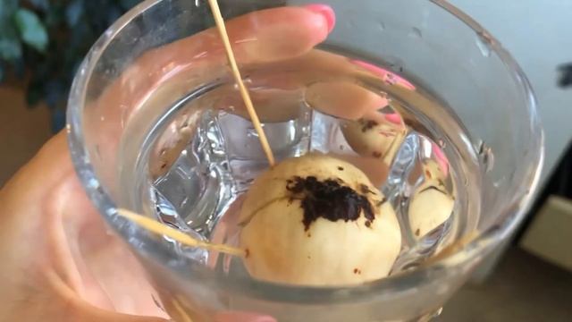 Как вырастить авокадо в горшке дома? - это могут даже дети! смотреть онлайн