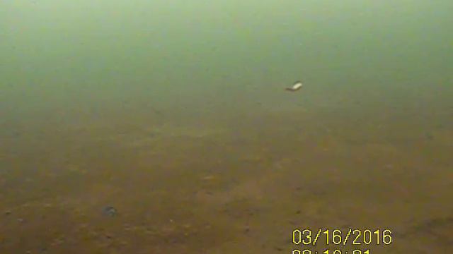 Реакция окуня на приманку смотреть онлайн