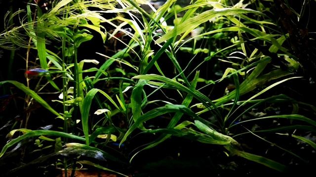 ДАНИО РЕРИО. СОДЕРЖАНИЕ И РАЗВЕДЕНИЕ смотреть онлайн