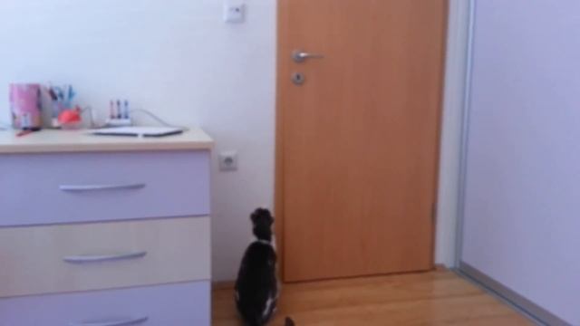 Коты, которые сами умеют открывать двери: смешная подборка смотреть онлайн