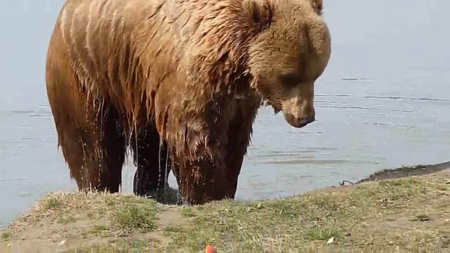 Bears in Veresegyhaz - HD 720p video taken by Lumix DMC-FZ28 смотреть онлайн