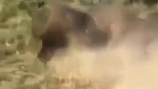 Wildlife Animals - Animal World 2015 - Discover the animals