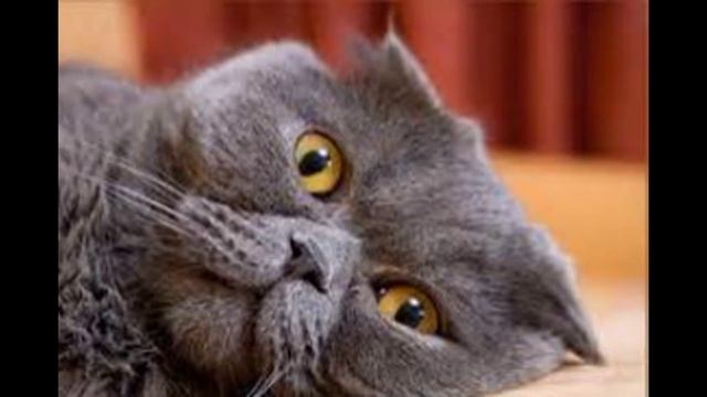 Топ 5: Самые большие породы кошек. смотреть онлайн