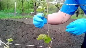 Уход за виноградом весной