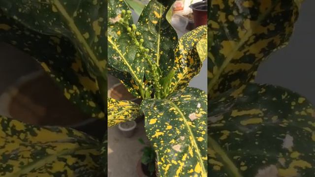 Croton का flower देखा है आपने ? #creatingforindia #creatingforindia #crotonplantcare #croton смотреть онлайн