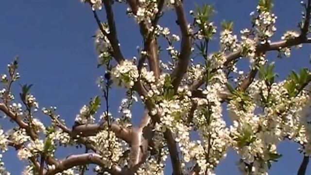 Шмели опылители садов смотреть онлайн