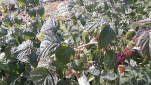 Атлант (ремонтантная)- малина (Российский сорт)