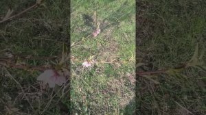 Персик .  Сорт Ред хевен. Подходит для среднего и холодного климата.