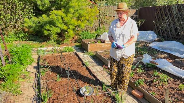 Спаржа - деликатес на своей грядке смотреть онлайн
