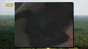 (16+) РАБОЧИЕ ДРАЛИ ОБЕЗЬЯНУ ВСЕМ ПОСЕЛКОМ. ТЫ БУДЕШЬ В ШОКЕ, КОГДА УЗНАЕШЬ ЗАЧЕМ!